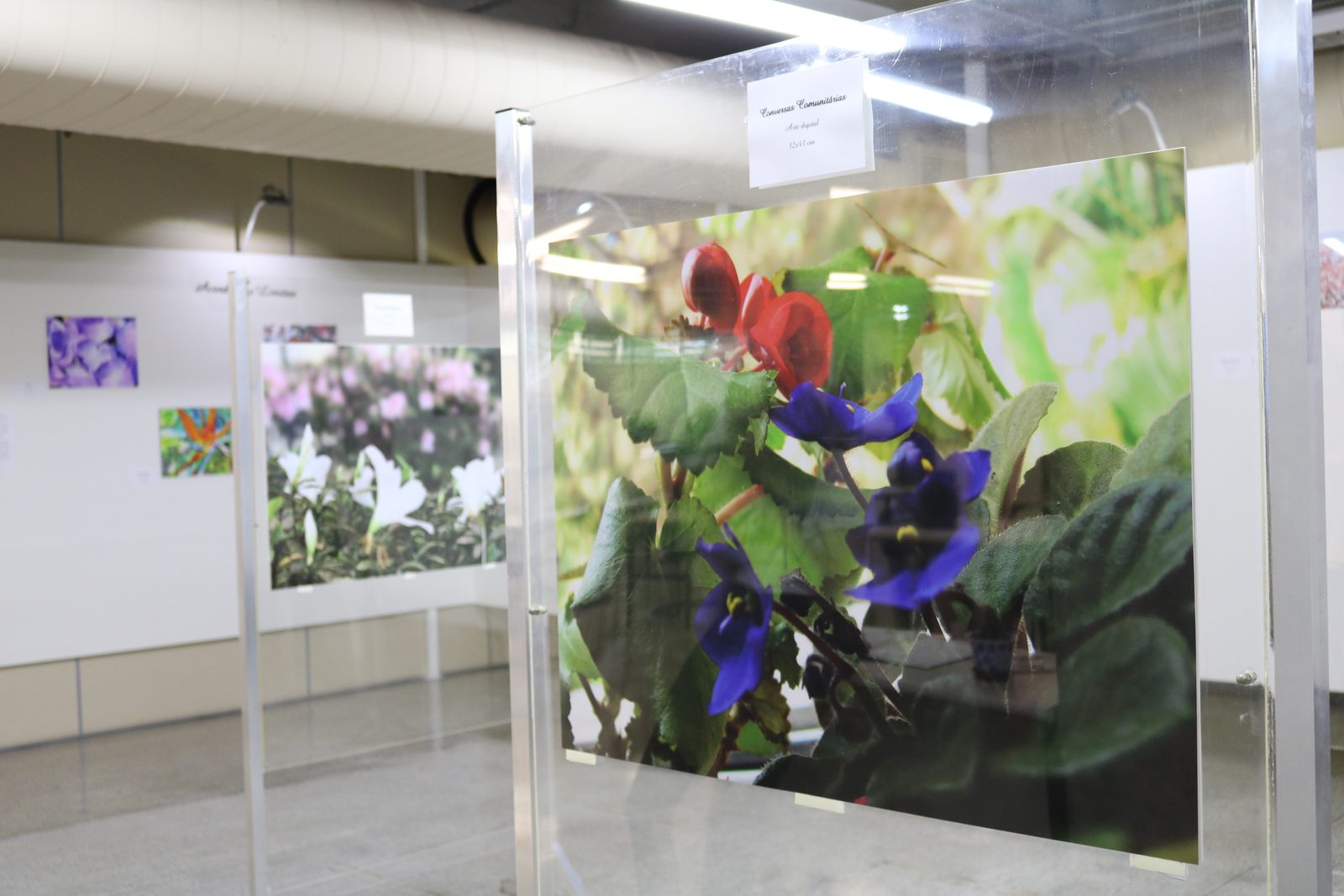 Exposição em painéis de acrílico